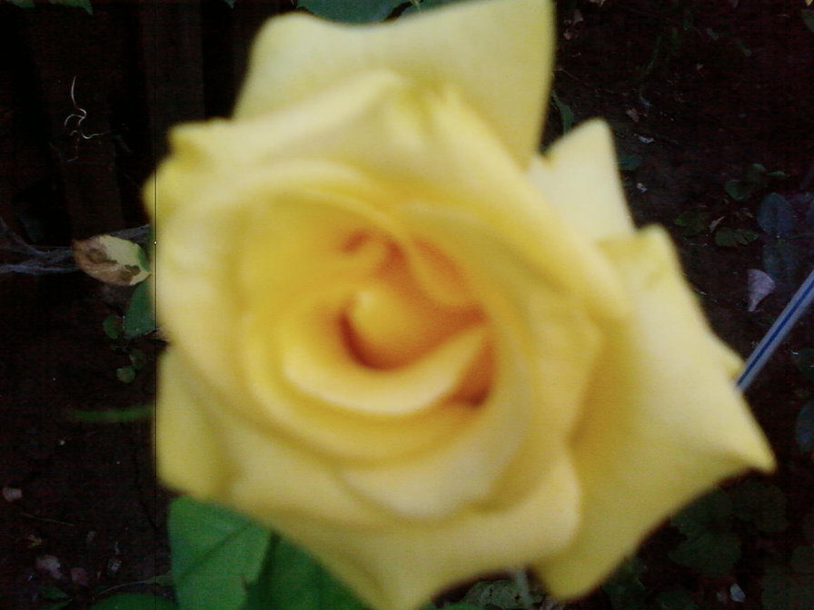 роза - оригинал