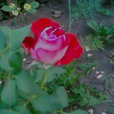 Схема вышивки «№62323»