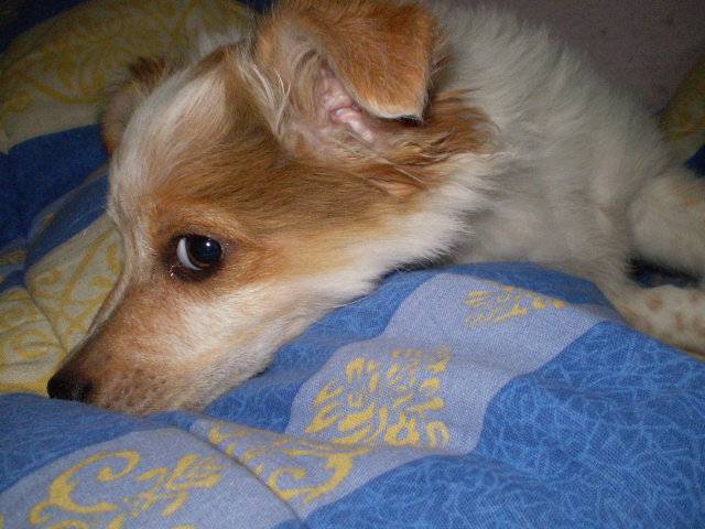 tommy - dog - оригинал