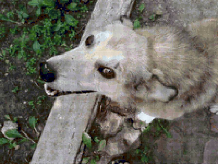 lucky - dog - предпросмотр