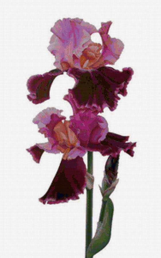 Ирис - цветы - предпросмотр