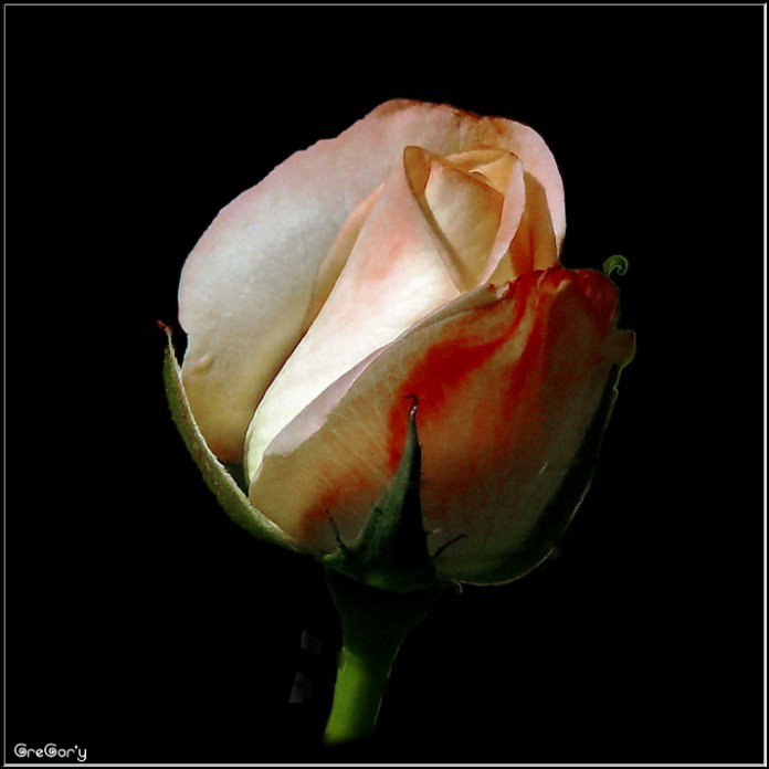 роза - цветы, розы - оригинал