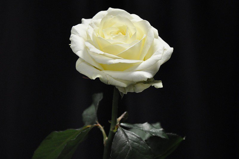 роза - цветы, на черном, роза, цветок, розы - оригинал