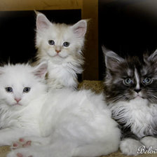 Схема вышивки «коты»