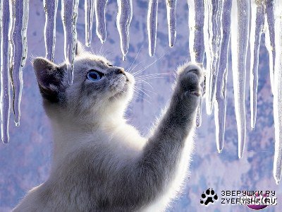 Кот во льдином замке - кот, малыш, котенок, лед, сосульки - оригинал
