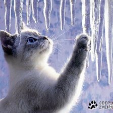 Кот во льдином замке