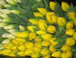 Желтые тюльпаны 4 - оригинал