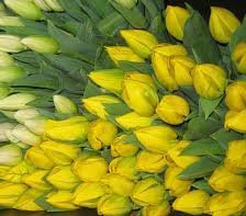 Схема вышивки «Желтые тюльпаны 4»