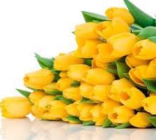 Схема вышивки «Желтые тюльпаны 5»