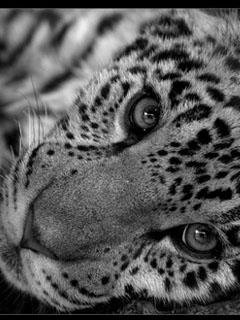 леопард - леопард, кошки, черно-белый, животные - оригинал