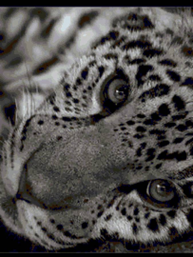 леопард - животные, черно-белый, леопард, кошки - предпросмотр
