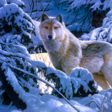 Оригинал схемы вышивки «Волки в зимнем лесу» (№64401)