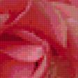 Предпросмотр схемы вышивки «роза» (№64444)