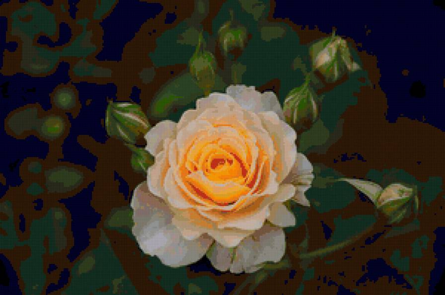 роза - цветок, бутоны, розы, цветы, роза - предпросмотр