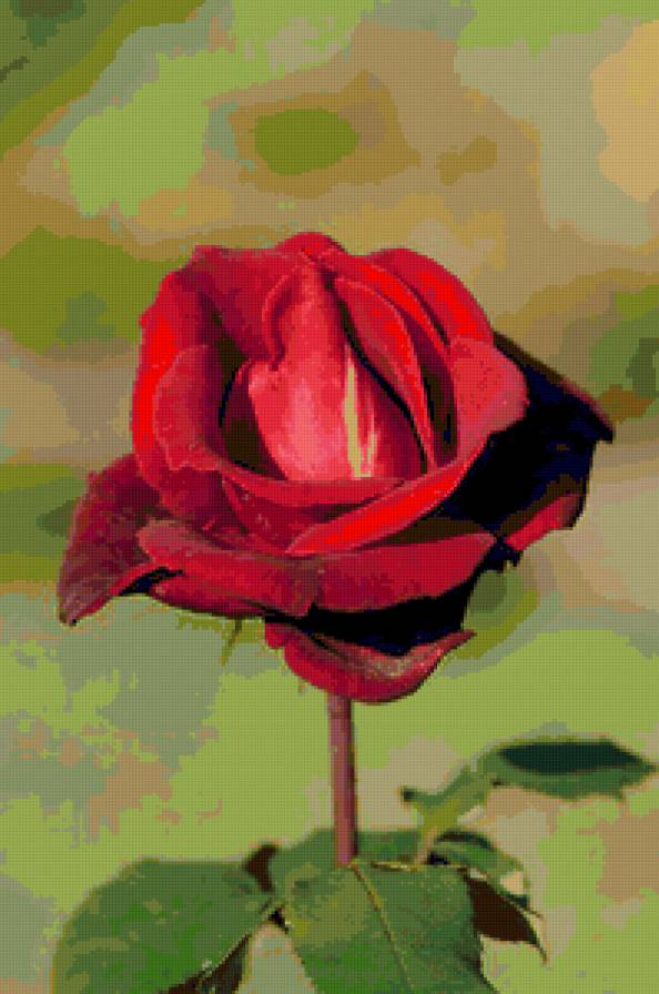 роза - розы, роза, цветы, цветок - предпросмотр