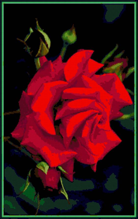 роза - цветок, цветы, розы, роза - предпросмотр