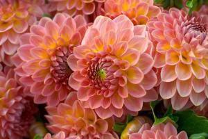 Георгины - цветы - оригинал