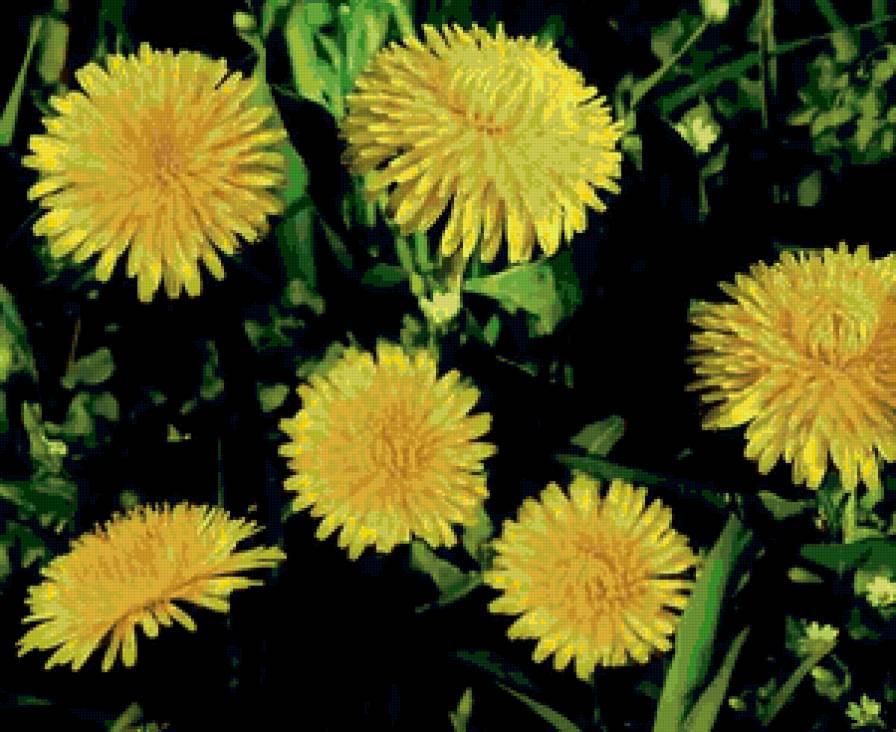 Одуванчики - природа, цветы - предпросмотр