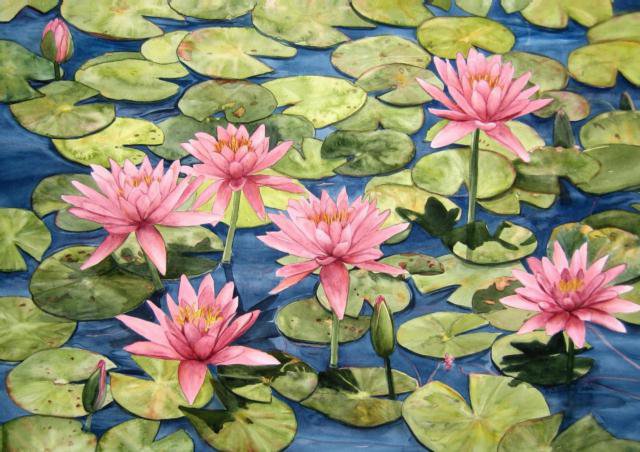 Лотосы - цветы, вода, природа - оригинал