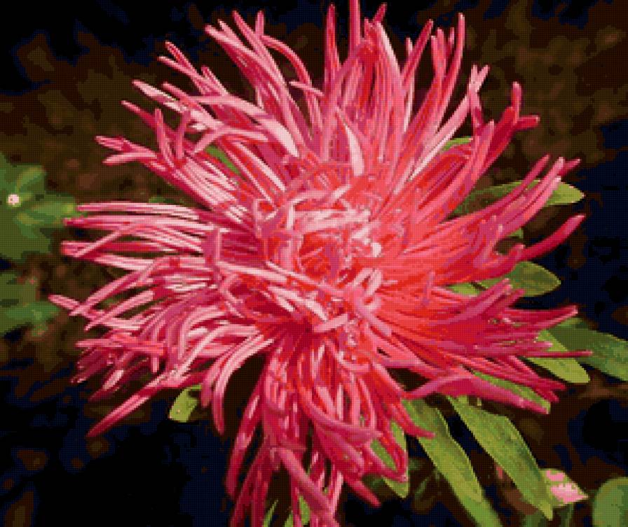 Астра - цветы - предпросмотр