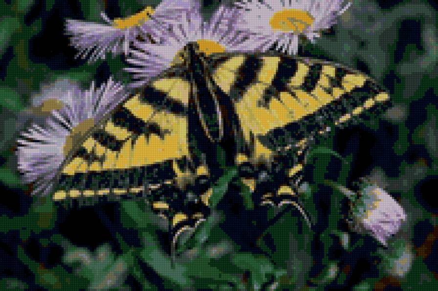 бабочка на  цветах - бабочка, цветы, насекомые - предпросмотр