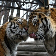 Схема вышивки «Тигры»