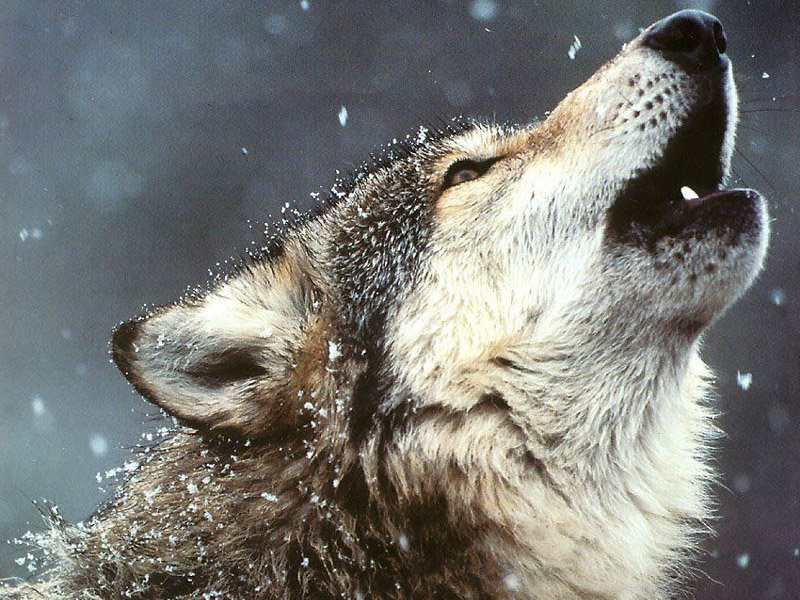 Волк - животные - оригинал