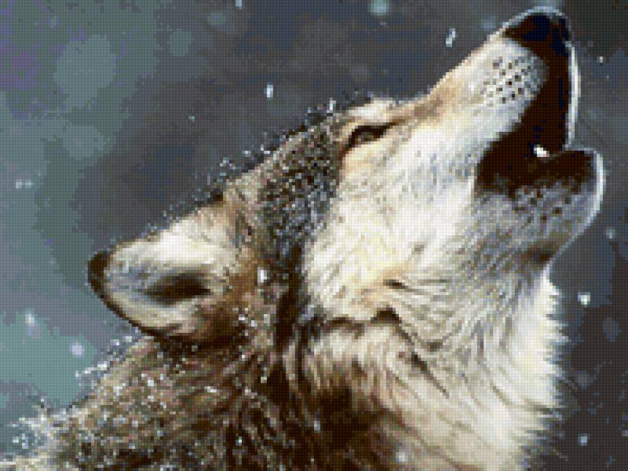 Волк - животные - предпросмотр