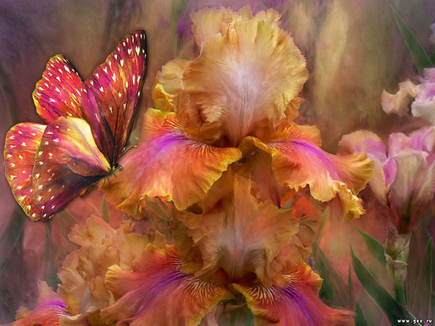ирисы - бабочка, цветы, ирисы - оригинал