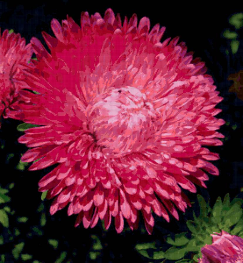 Астра - цветы - предпросмотр