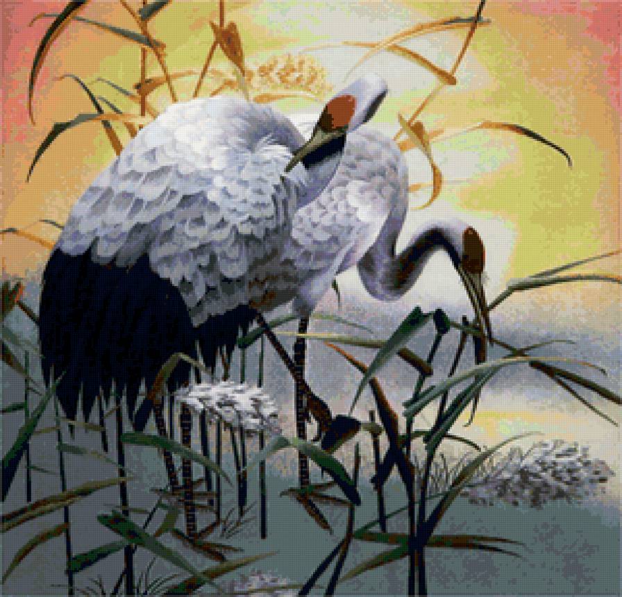 Журавли - вода, природа, птицы, животные - предпросмотр