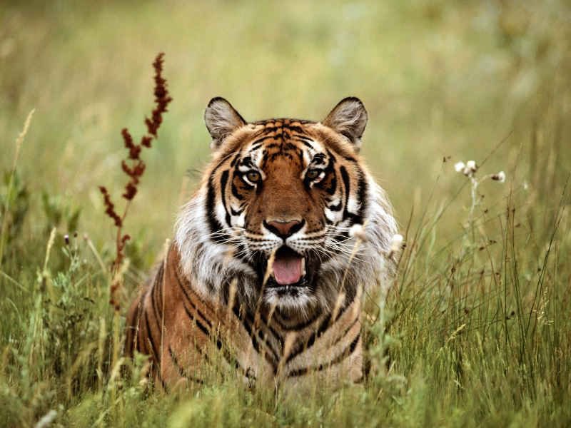 тигр - кошки, тигры, животные, природа - оригинал