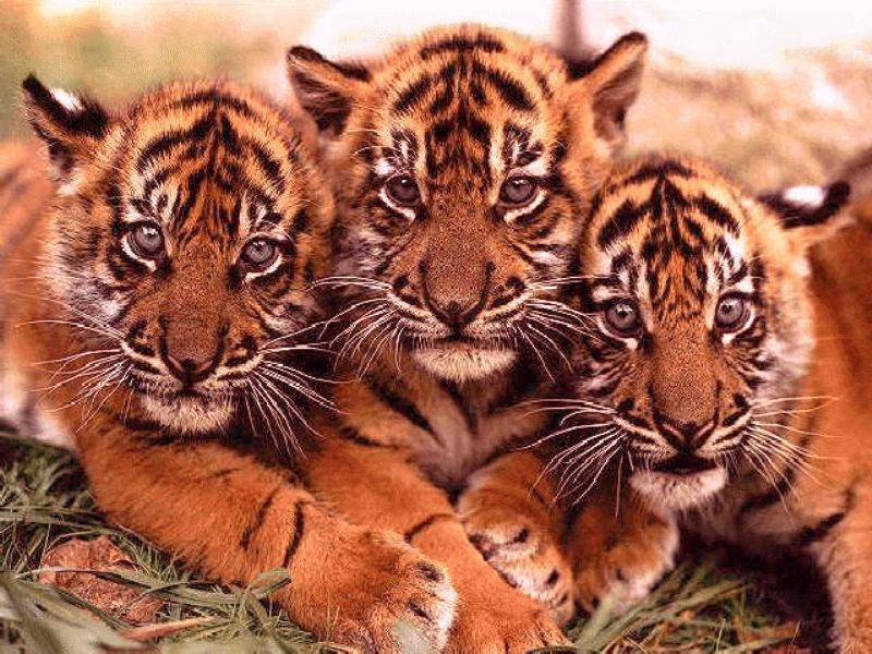 тигрята - тигры, кошки, природа, животные - оригинал