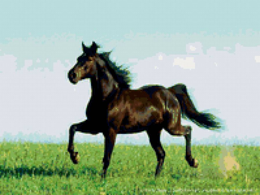 конь - природа, пейзаж, лошади - предпросмотр