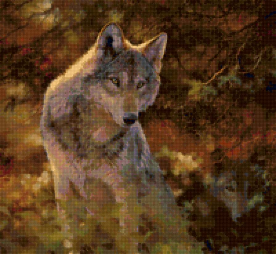 волк - волки - предпросмотр