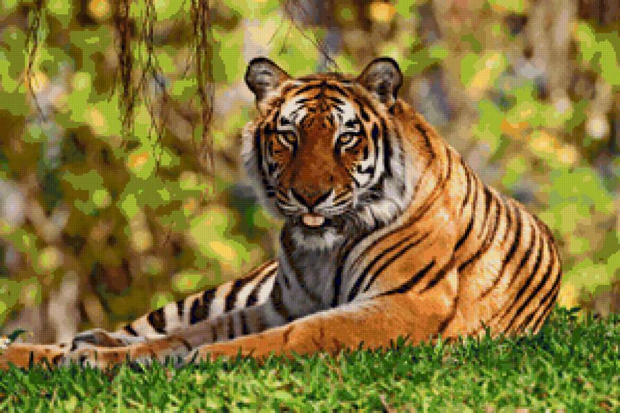Очень красивый большой тигр)) - животные, тигр - предпросмотр