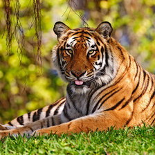 Очень красивый большой тигр))