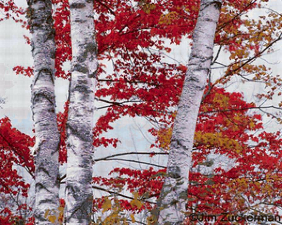 №66374 - природа, осень, лес, зарисовки - предпросмотр