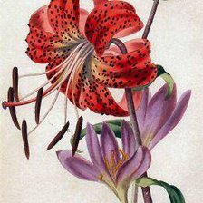 Схема вышивки «Букетик»