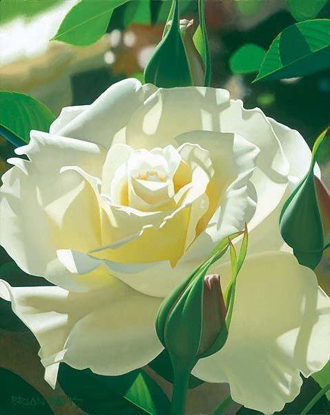 Роза - цветы - оригинал