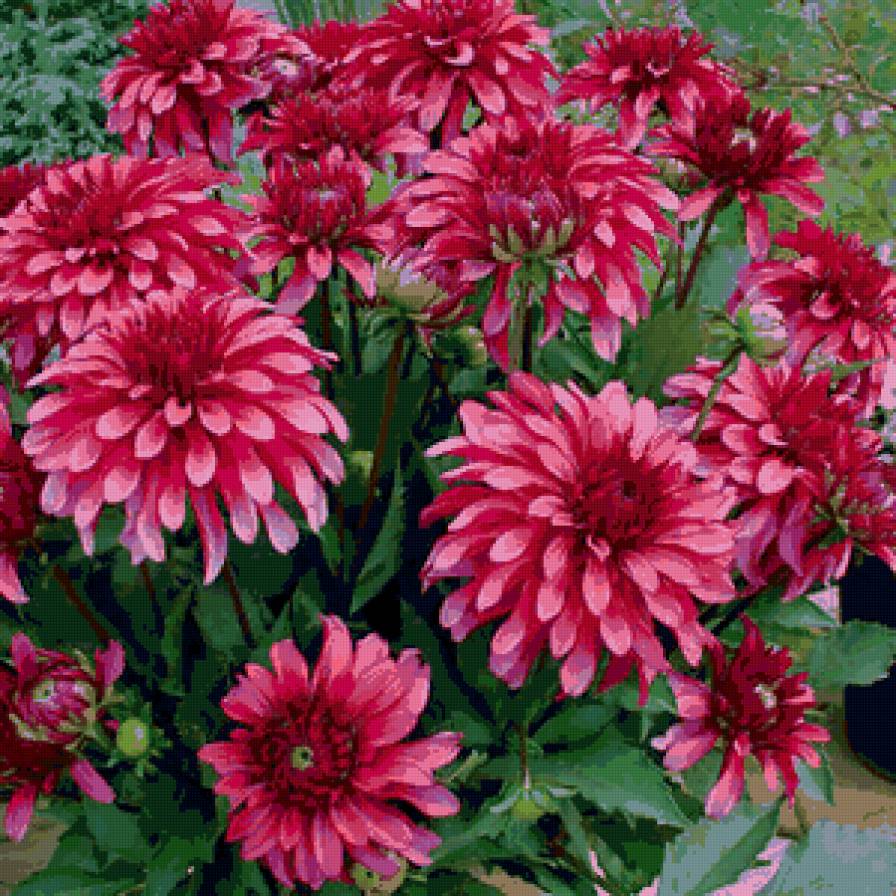 Георгины - цветы, природа - предпросмотр