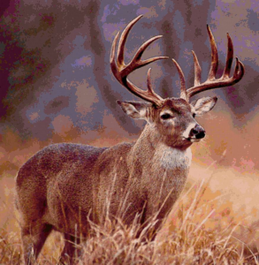 Олень - природа, животные, звери - предпросмотр