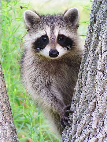 енот - оригинал