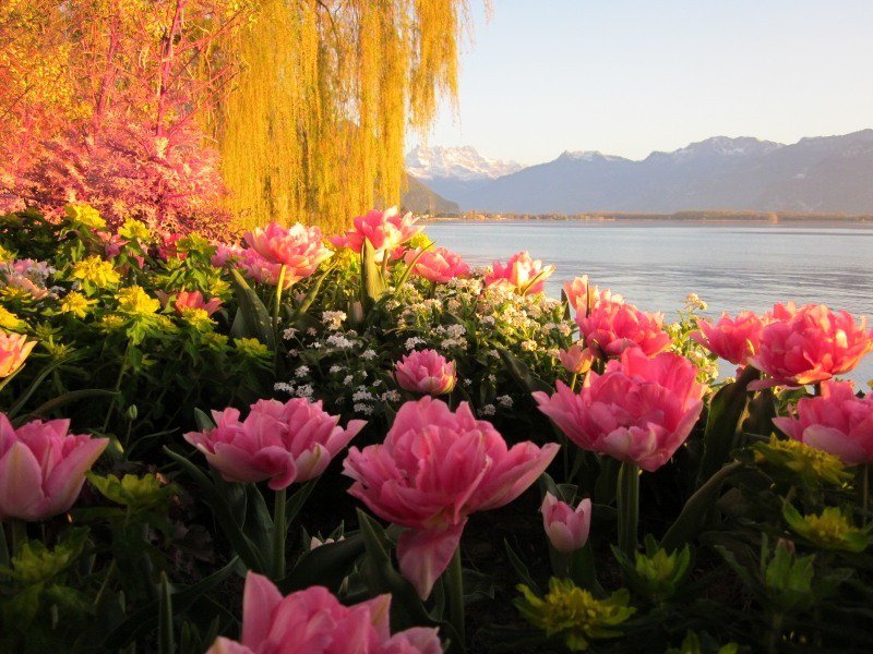 озера швейцарии - озеро, цветы - оригинал