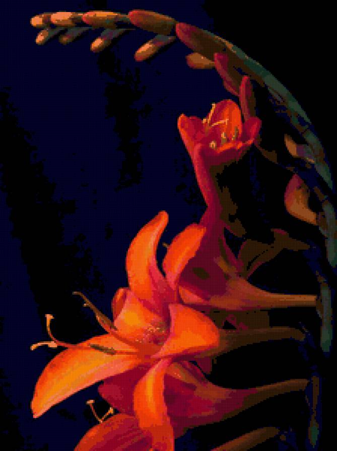 №66658 - цветы, на черном - предпросмотр