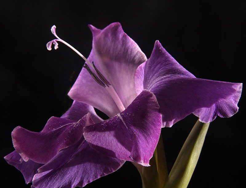 №66682 - цветок, цветы, на черном - оригинал