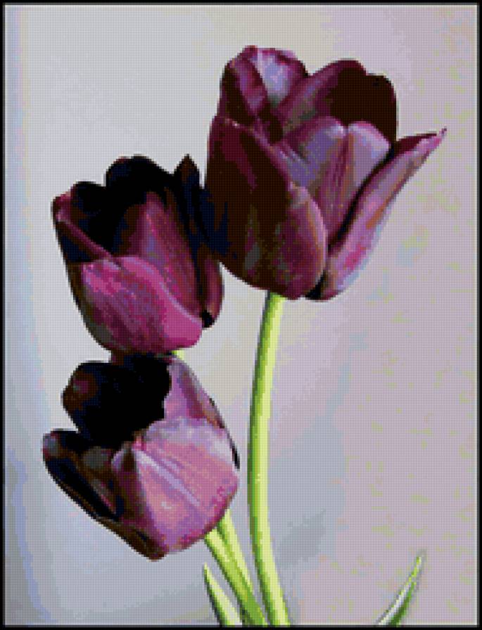 тюльпаны - тюльпаны, букет, цветы - предпросмотр