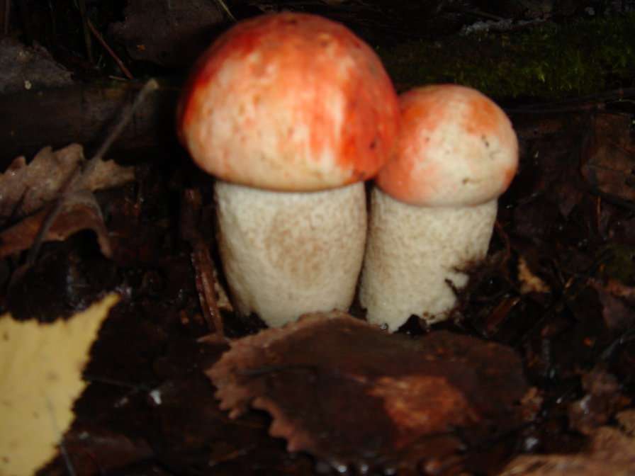 Грибочки - грибная пора, грибы, осень - оригинал