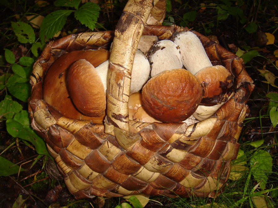 Корзинка грибов - осень, грибная пора, грибы - оригинал