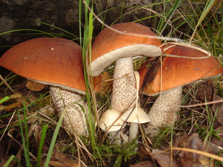 Три богатыря))) - грибы, грибная пора, осень - оригинал